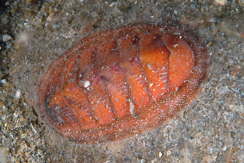 Chiton olivaceus